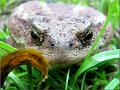 Bufo bufo-02